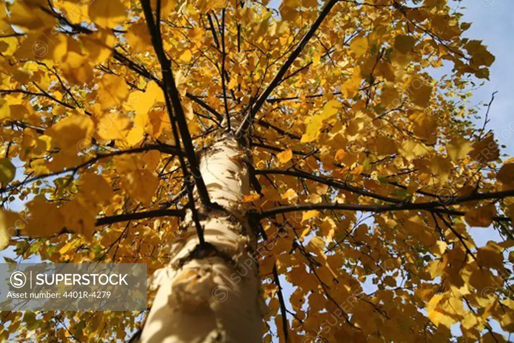 A birch in the autumn, Sweden.