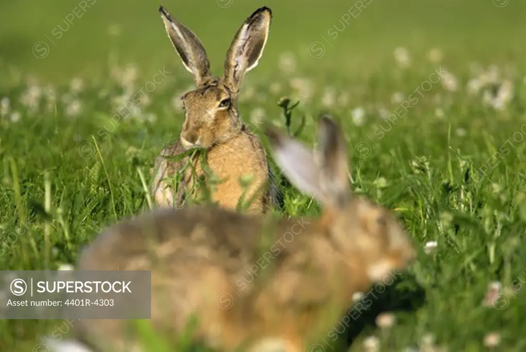 Brown hares, Sweden.