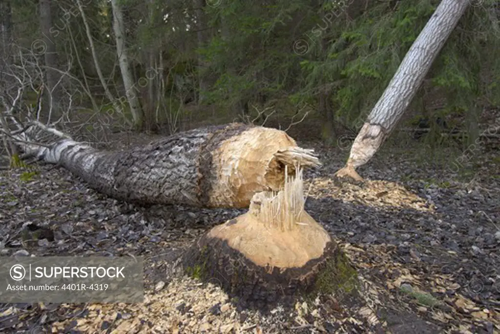 A tree gnawed off by a beaver, Sweden.
