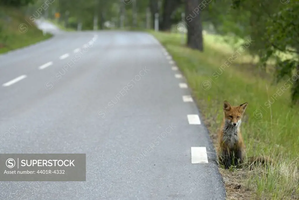 A fox, Sweden.