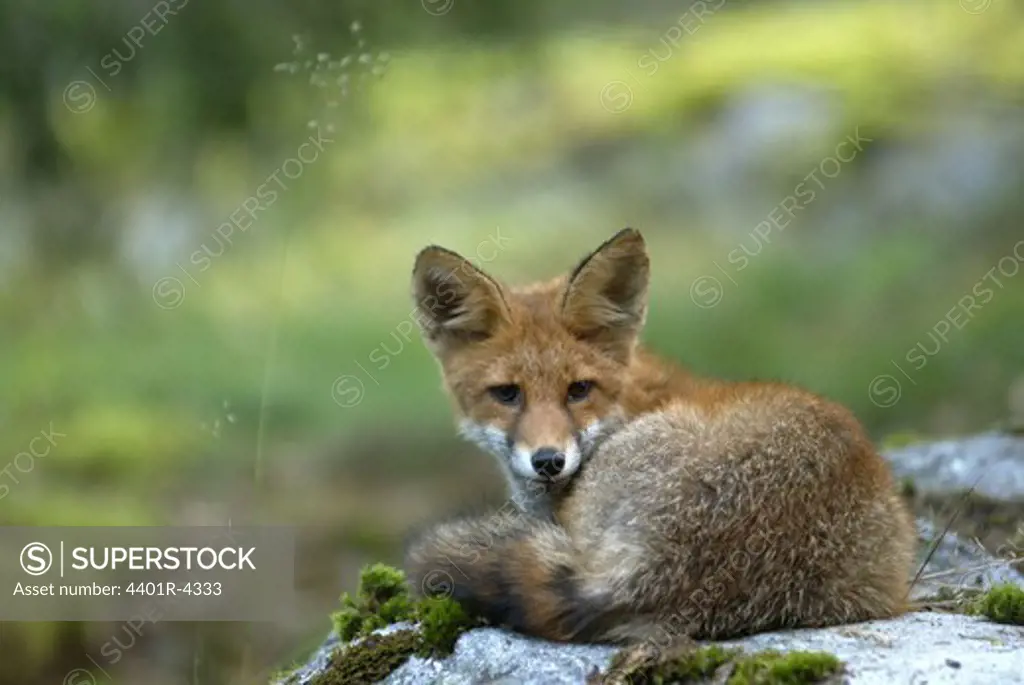 A fox, Sweden.