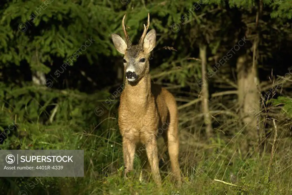 Roe deer, Sweden.