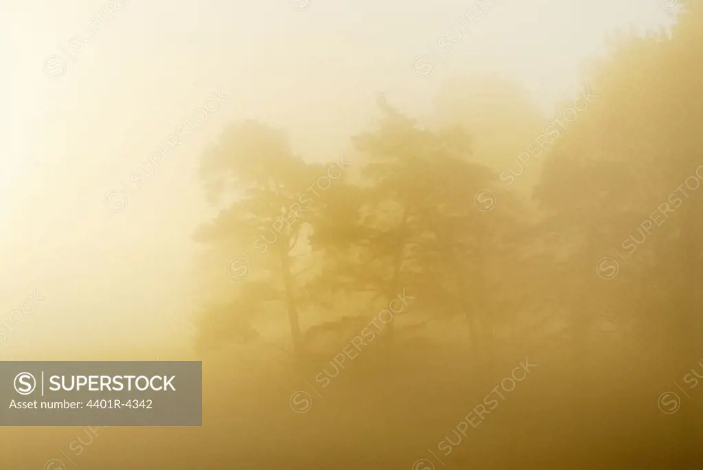 Morning fog over landscape, Sweden.