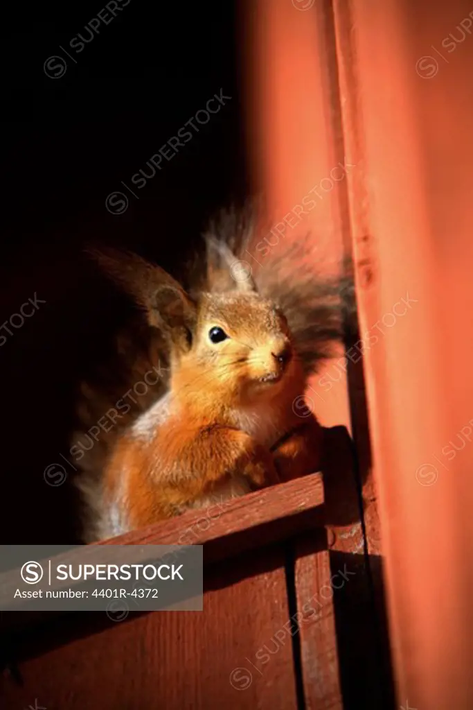Squirrel on a nesting box, Sweden.
