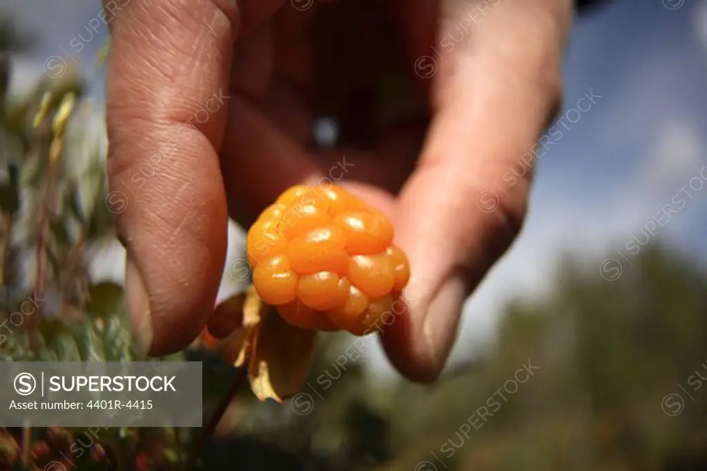 A hand picking cloudberry, Lapland, Sweden.