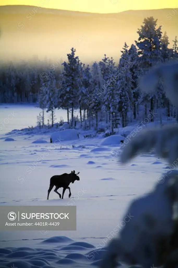 An elk in winter landscape, Sweden.