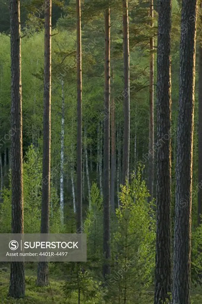 Pine forest in the spring, Sweden.