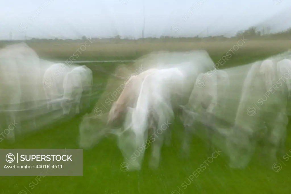 White cows, defocused, Sweden.
