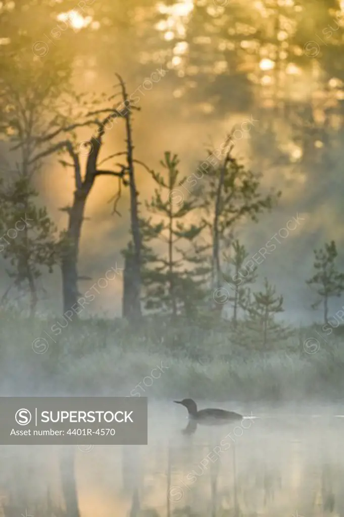 Red-throated loon in the morning light, Sweden.