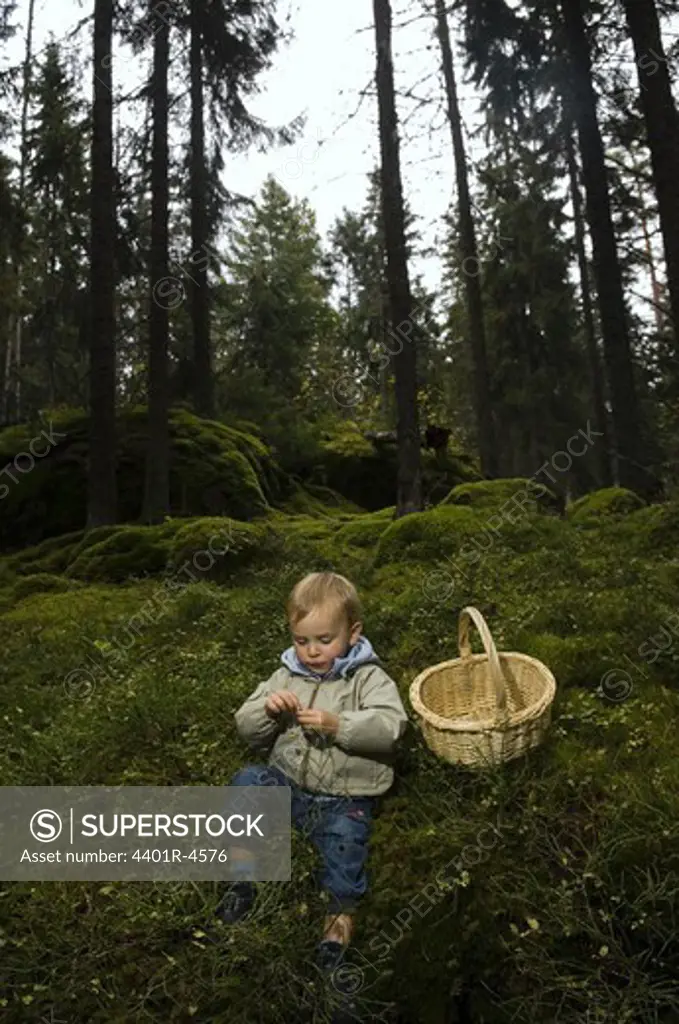 A child picking mushrooms, Sweden.