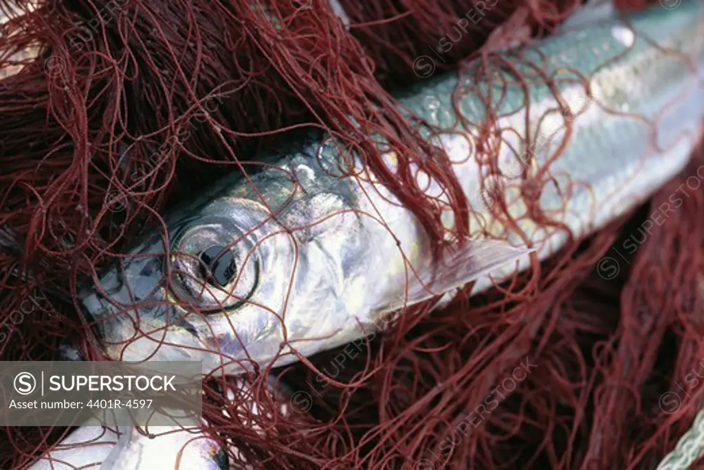 A fish in a net, close-up.