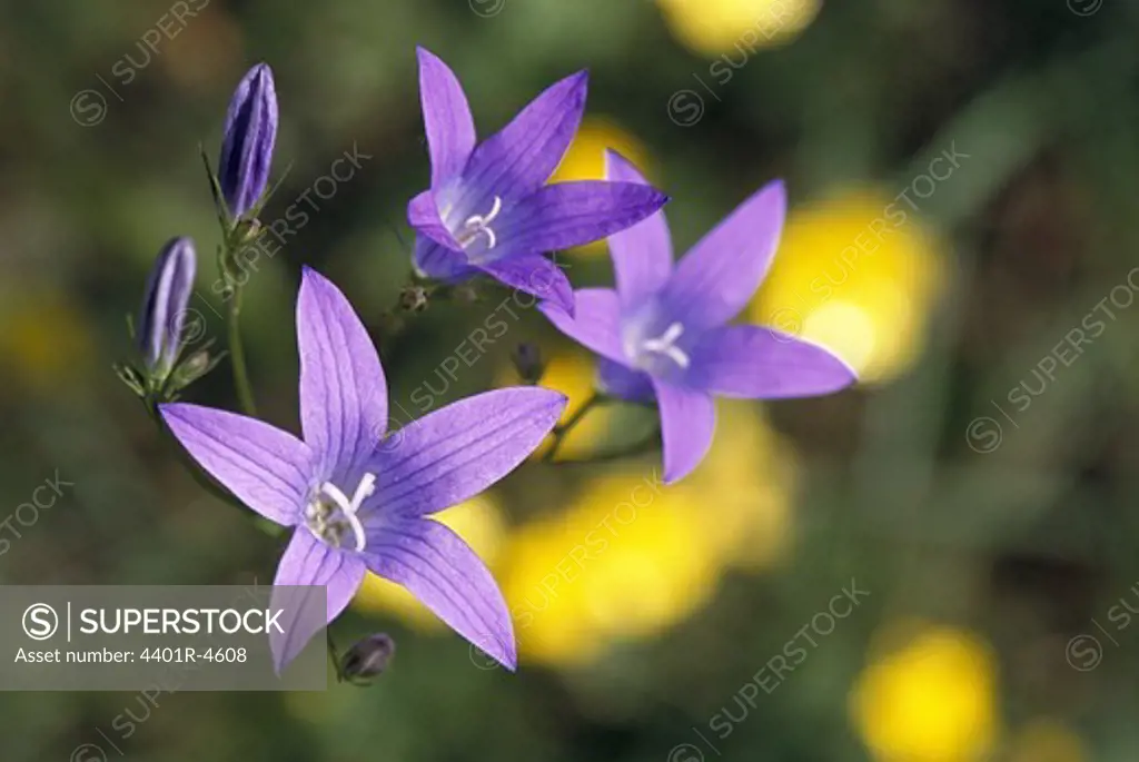Purple flower, close-up, Sweden.