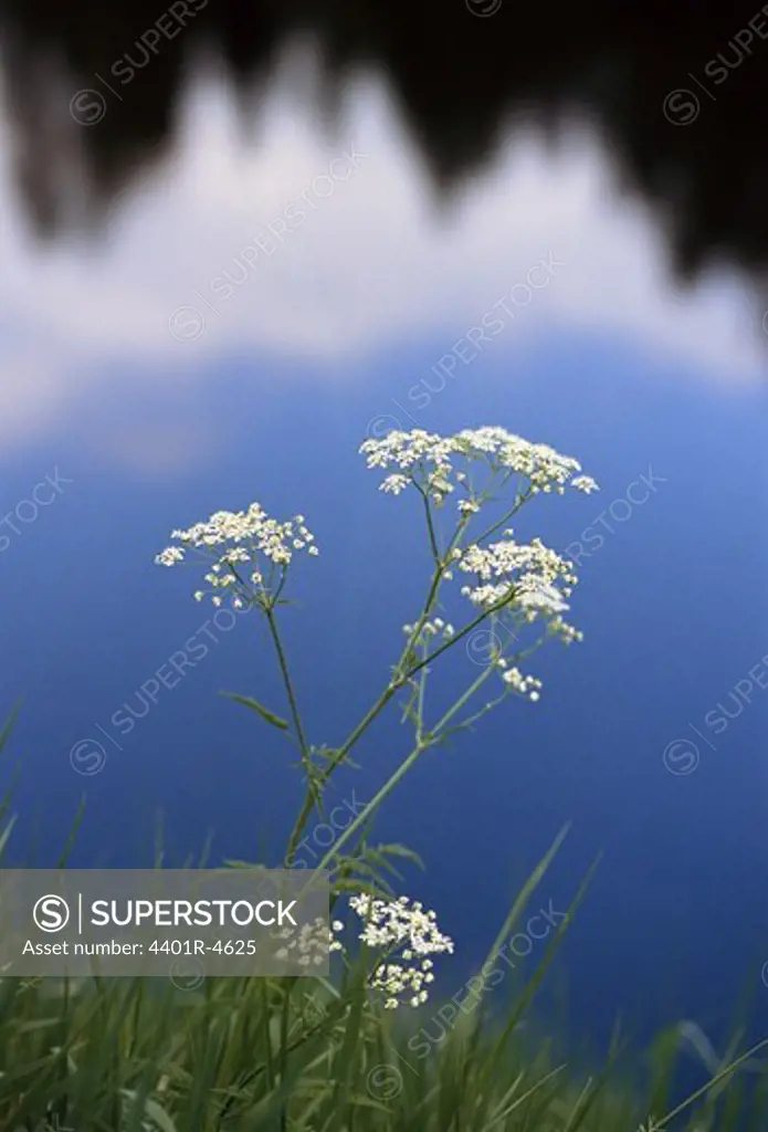 Cow parsley, close-up, Sweden.