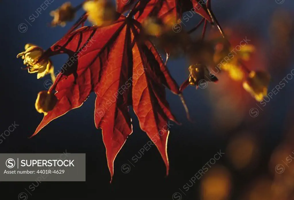 A maple leaf, close-up, Sweden.