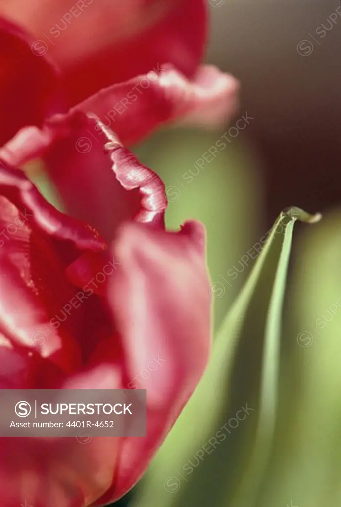 Red tulip, close-up, Sweden.