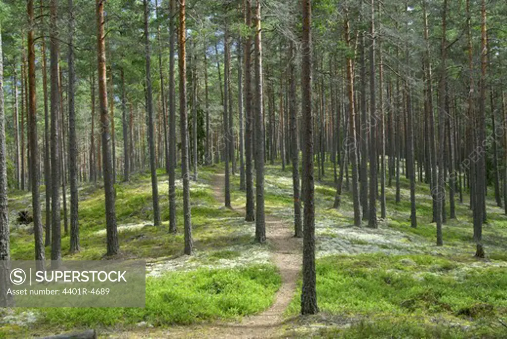 Pine trees, Sweden.