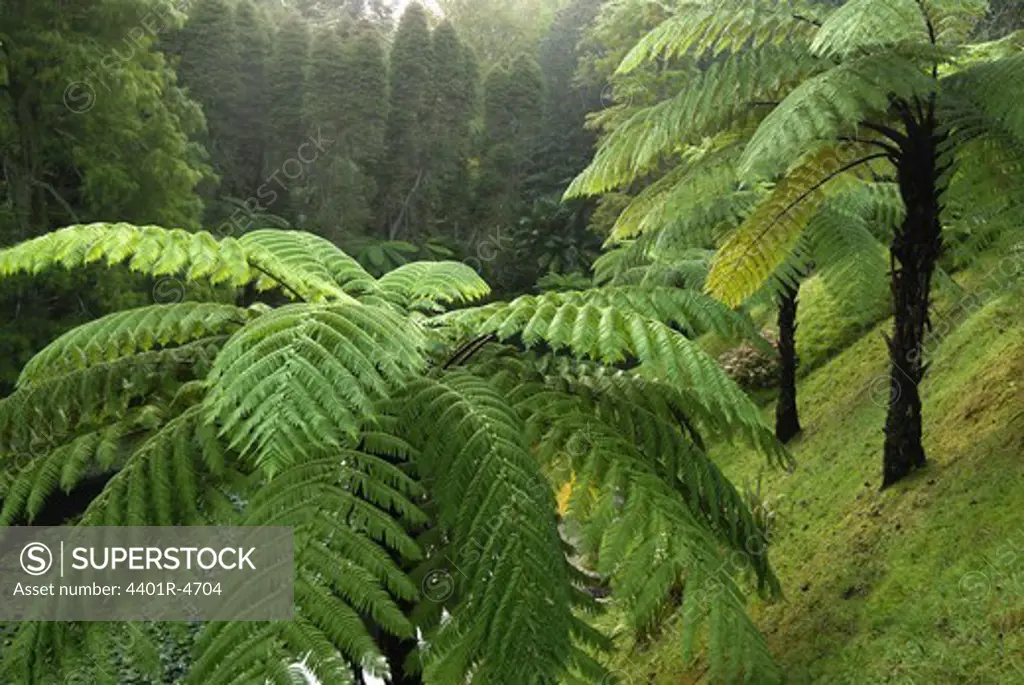Tree ferns, Terra Nostra Park, the Azores.