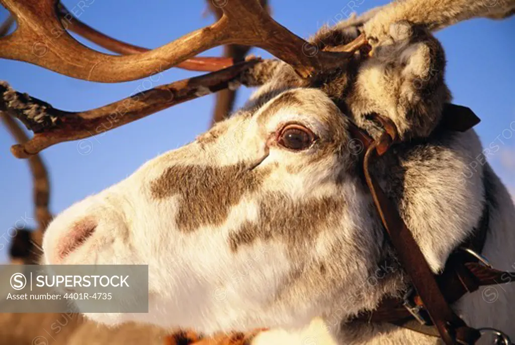 Portrait of a reindeer, Lapland, Sweden.