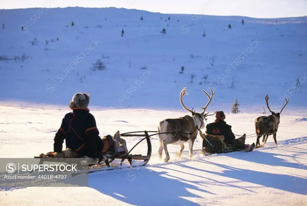 Reindeer with sledges, Lapland, Sweden.