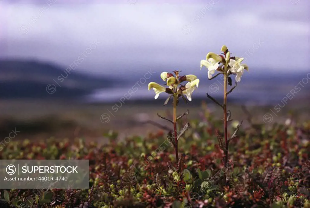 Lapland lousewort, Laponia, Lapland, Sweden.