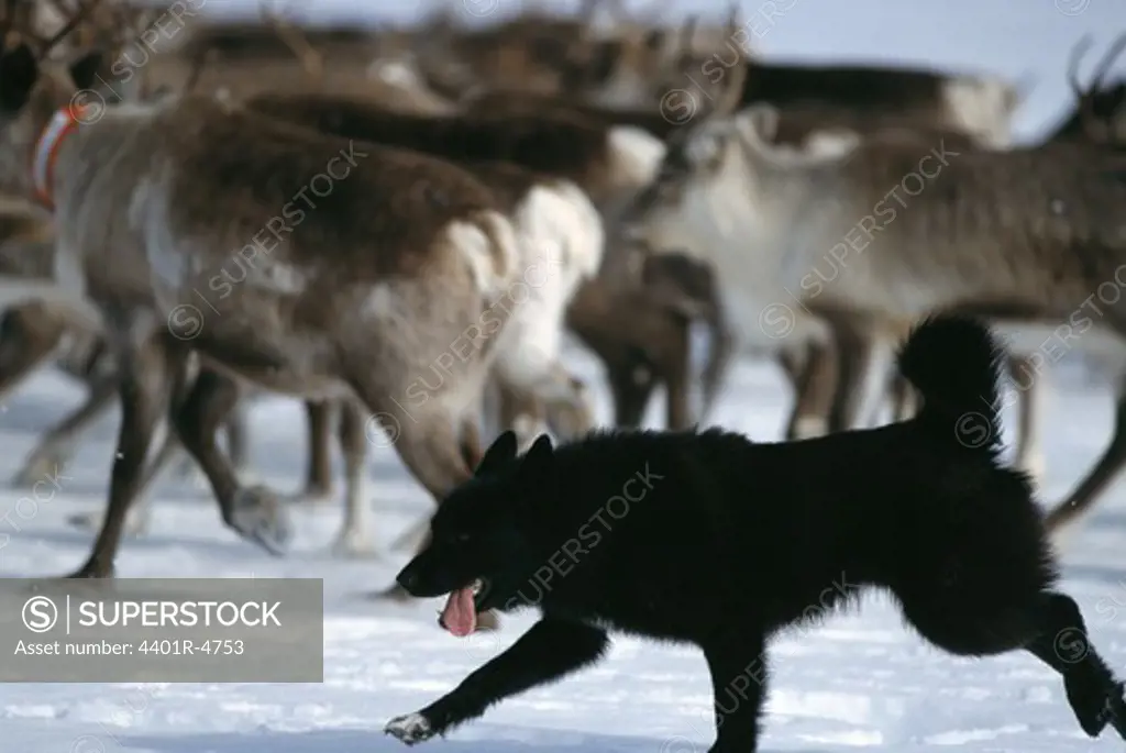 Reindeer breeding, Lapland, Sweden.