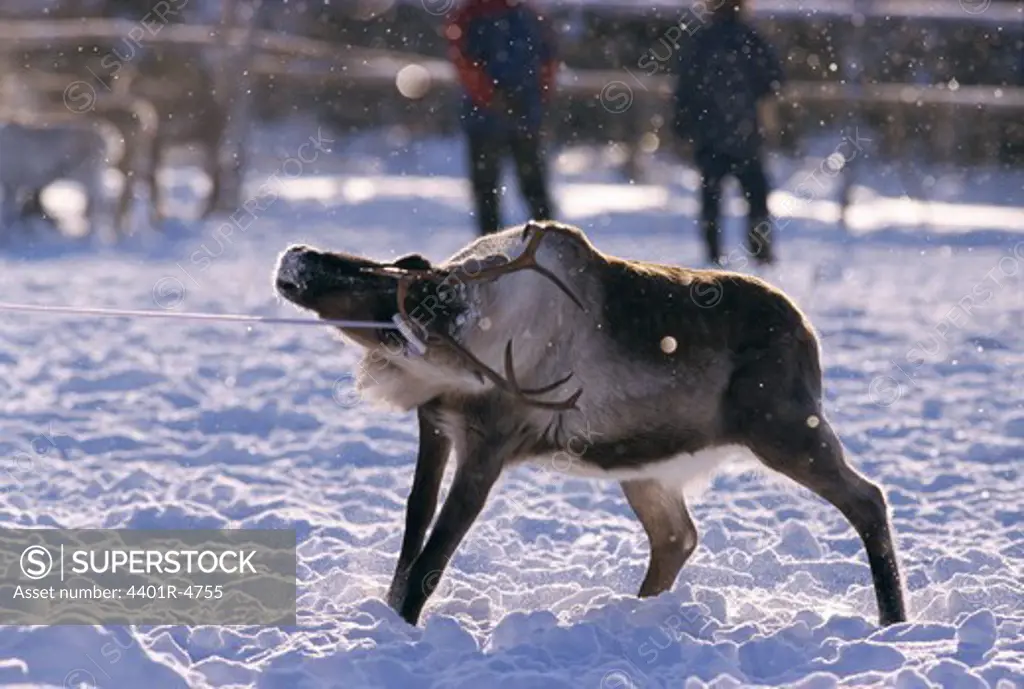 Reindeer caught, Lapland, Sweden.