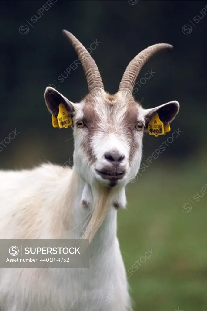 Portrait of a Jamt goat, Sweden.
