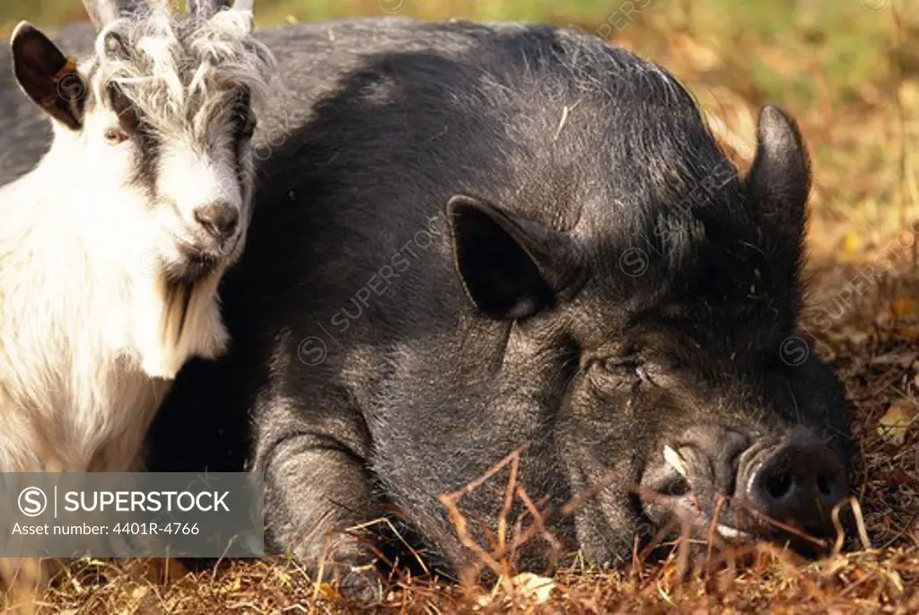 A goat and a pot-bellied pig, Sweden.