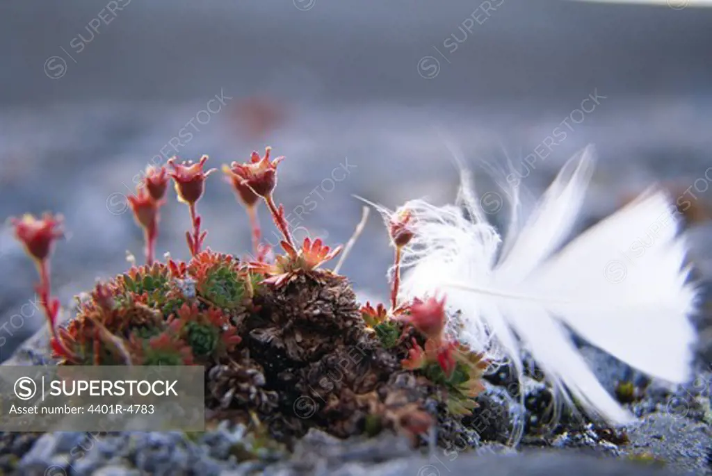 A feather on a plant, Svalbard.