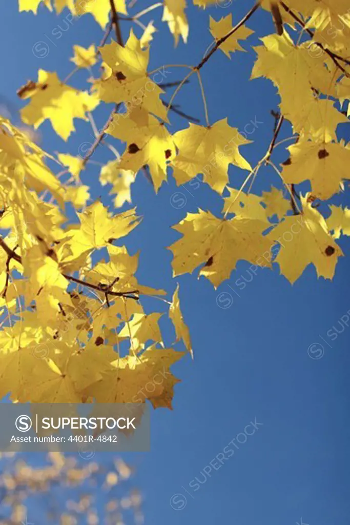 Yellow maple leaves, Sweden.