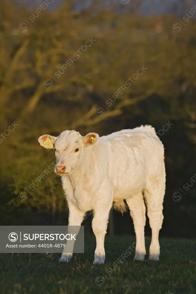 A white calf, Sweden.