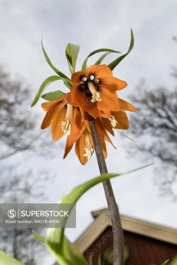 A crown imperial, Sweden.