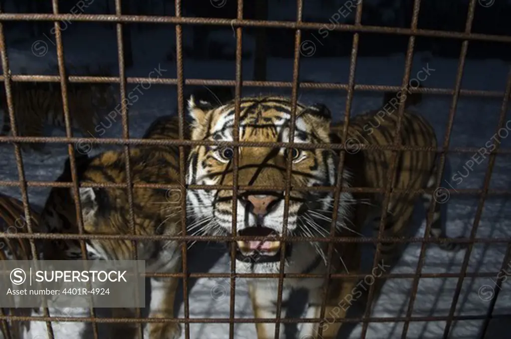 A tiger in a cage in a zoological park, Ostergotland, Sweden.