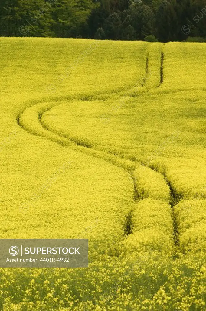 Tractor tracks in a field, Denmark.