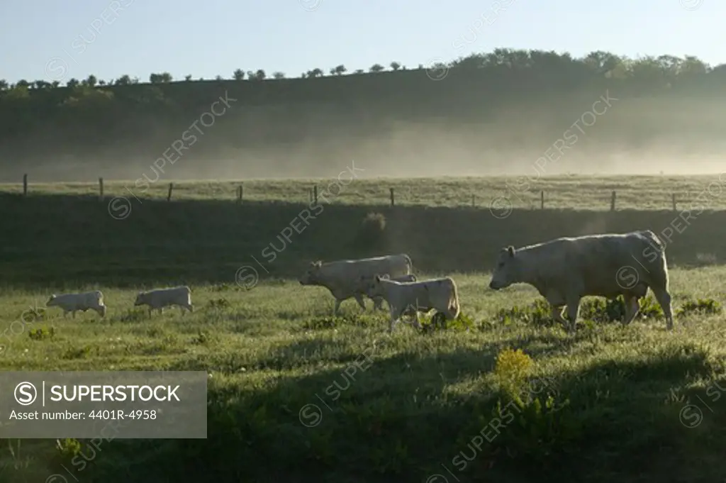 White cows in the morning fog, Sweden