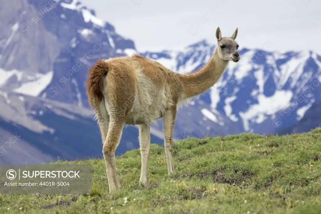 Guanacos, Torres del Paine National Park, Patagonia, Chile.