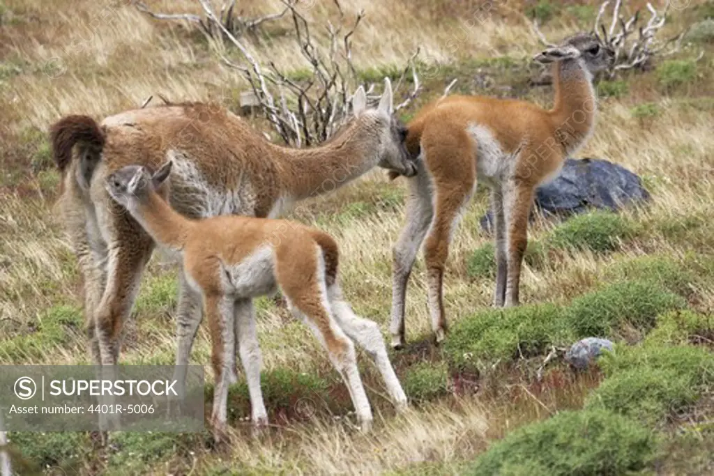 Guanacos, Torres del Paine National Park, Patagonia, Chile.
