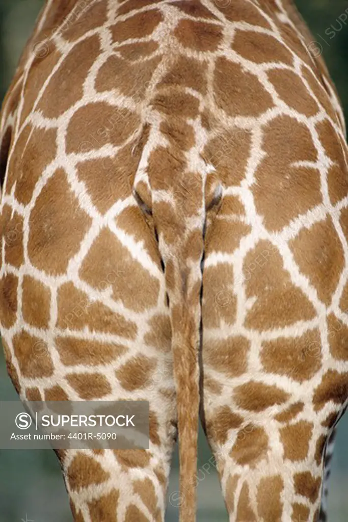 A giraffe from behind at a zoo, Kolmarden, Sweden.
