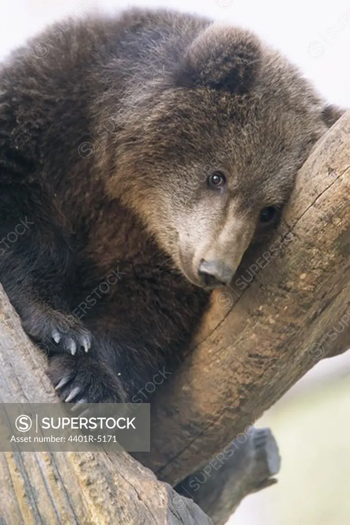 A brown bear at a zoo, Sweden.