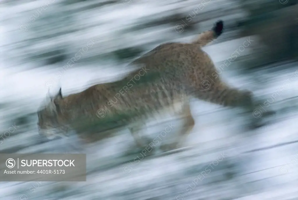 A lynx at a zoo, Sweden.