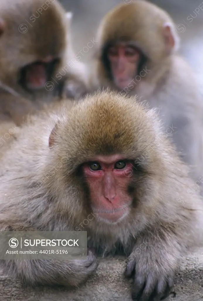Japanese Macaques, Japan.