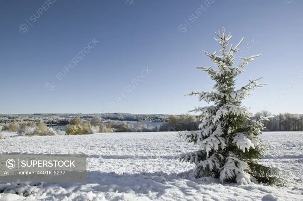 Snow covered fir tree in winter, sweden.