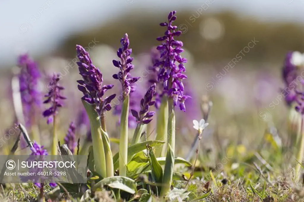 Early Purple Orchid, Gotland, Sweden.