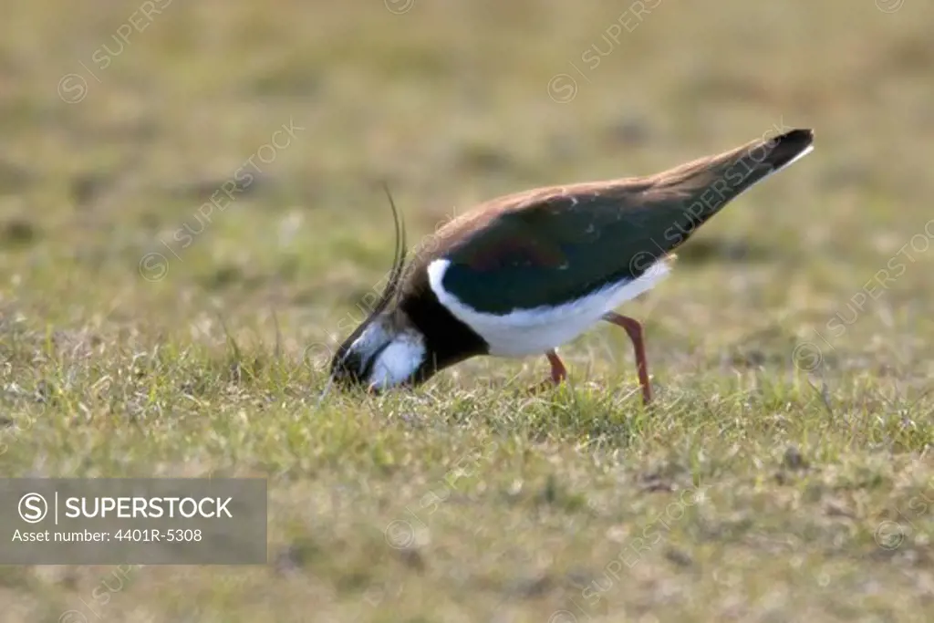 A northern lapwing, Gotland, Sweden.