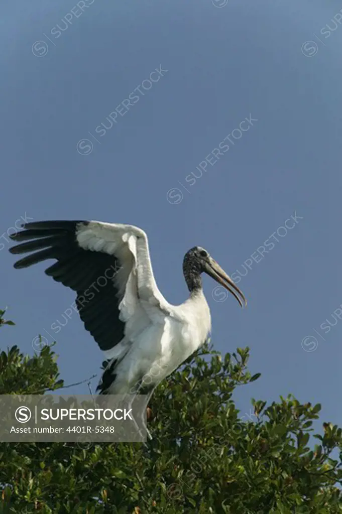 A Wood Stork, Huntington Beach State Park, South Carolina, USA.