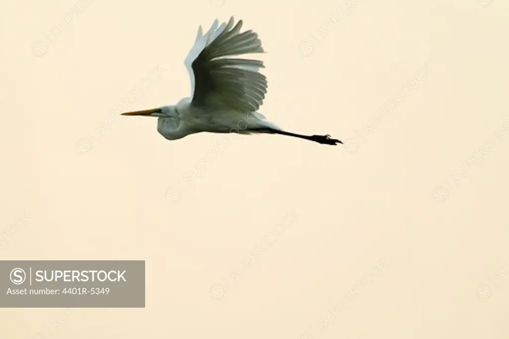 Great Egret flying, Huntington Beach State Park, South Carolina, USA.