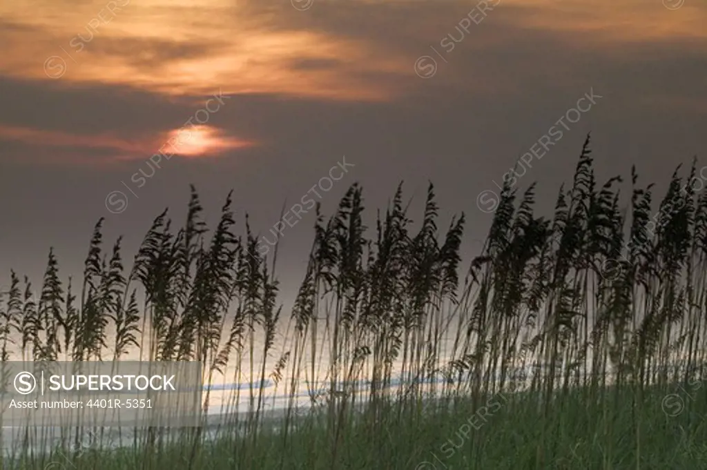 Sunrise, Huntington Beach State Park, South Carolina, USA.