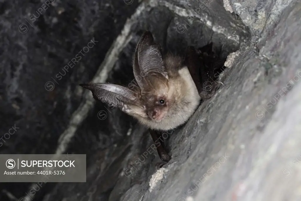 Brown long-eared bat, Smaland, Sweden.