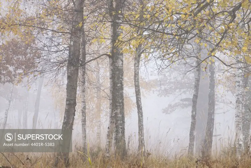 A foggy forest, Sweden.