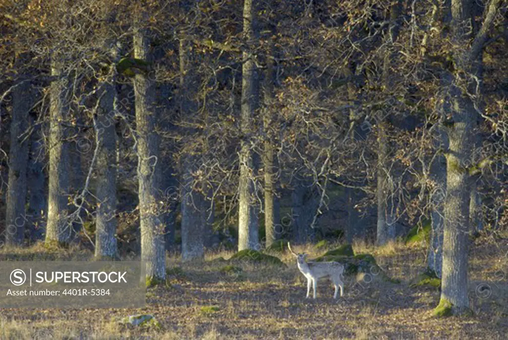 Fallow deer in the forest, Sweden.